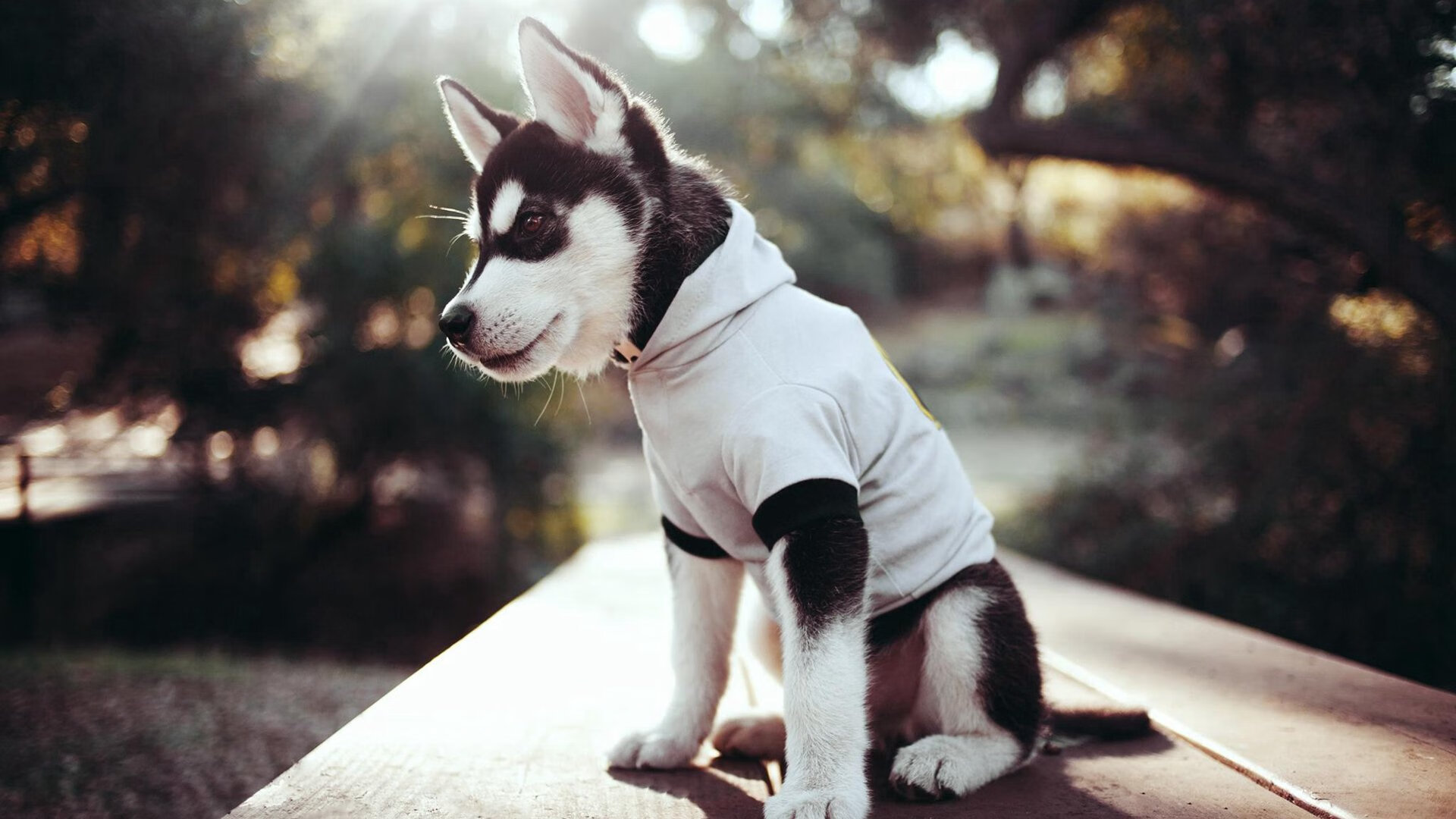 老鹰力克吉林队,锡安成为关键先生