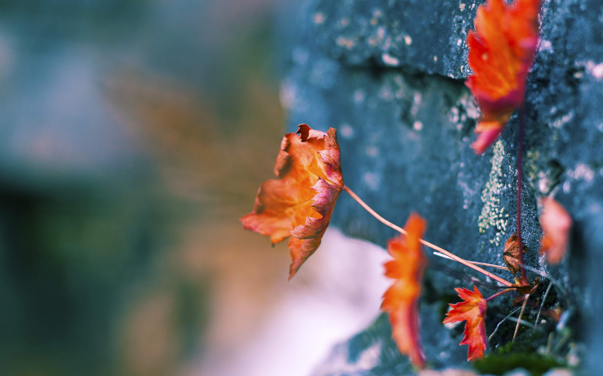 老鹰力克吉林队,锡安成为关键先生