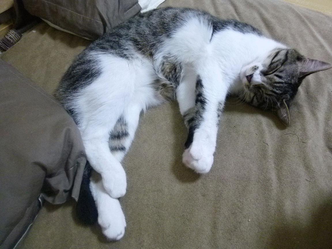 森林狼险胜独行侠,布伦森里程碑之夜闪耀遗憾